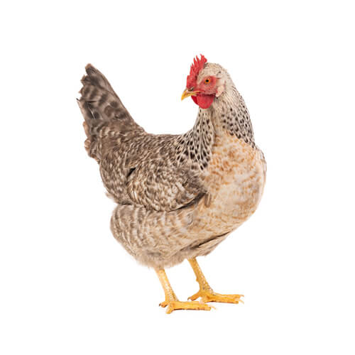 Poultry