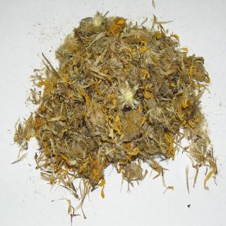 Arnica Montana